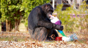 Fauna Foundation Chimpanzee