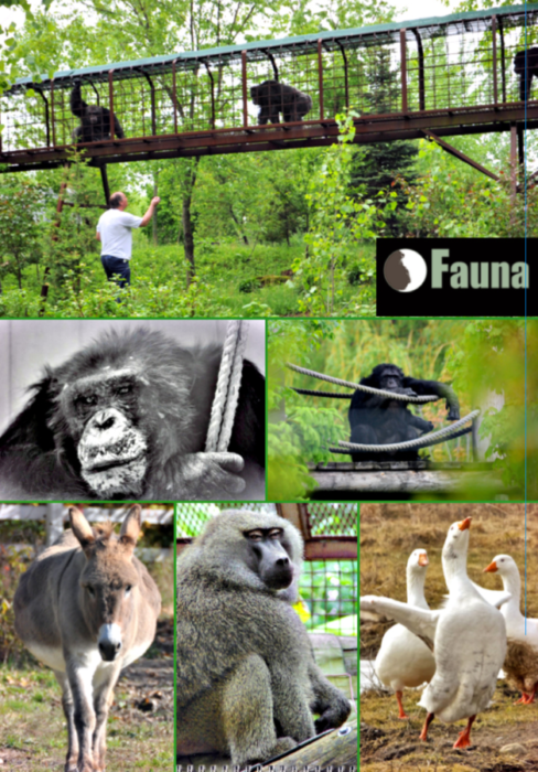 The Fauna Foundation Chimpanzee Sanctuary Chambly Quebec